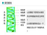 2.1.1  藻类 课件--2024-2025学年冀少版生物七年级上册