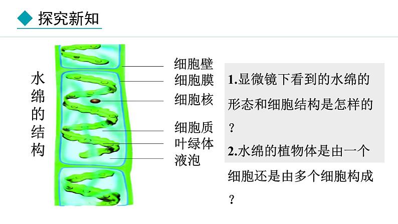 2.1.1  藻类 课件--2024-2025学年冀少版生物七年级上册04