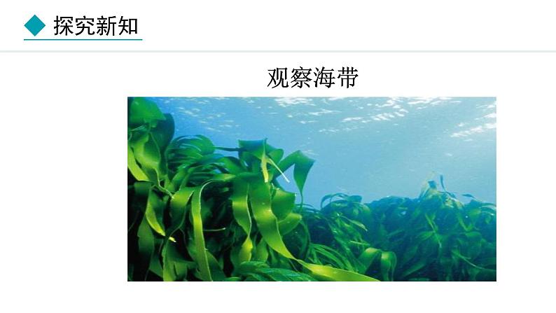 2.1.1  藻类 课件--2024-2025学年冀少版生物七年级上册05