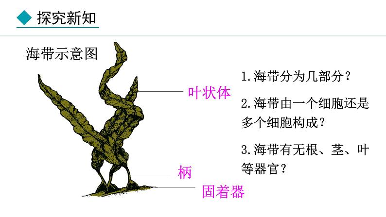 2.1.1  藻类 课件--2024-2025学年冀少版生物七年级上册06