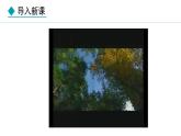 2.1.2  第1课时  苔藓植物和蕨类植物 课件--2024-2025学年冀少版生物七年级上册