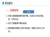 2.1.2  第1课时  苔藓植物和蕨类植物 课件--2024-2025学年冀少版生物七年级上册