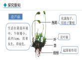 2.1.2  第1课时  苔藓植物和蕨类植物 课件--2024-2025学年冀少版生物七年级上册