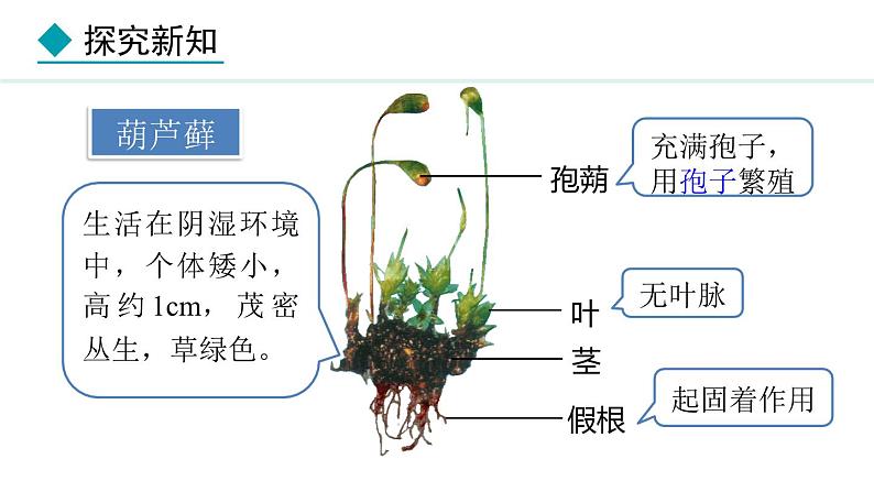 2.1.2  第1课时  苔藓植物和蕨类植物 课件--2024-2025学年冀少版生物七年级上册05