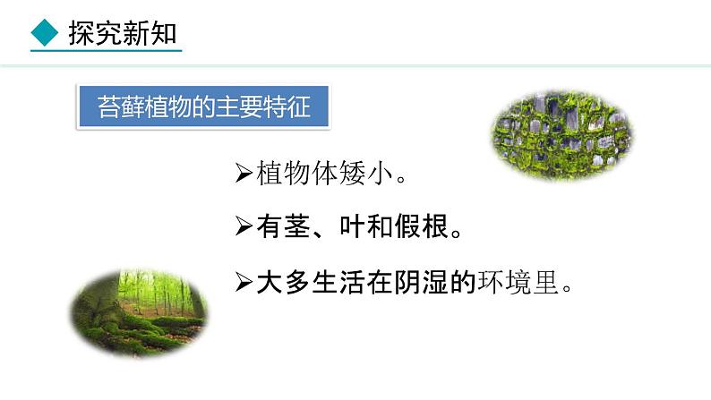 2.1.2  第1课时  苔藓植物和蕨类植物 课件--2024-2025学年冀少版生物七年级上册07