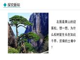 2.1.2  第2课时 种子植物 课件--2024-2025学年冀少版生物七年级上册