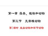 2.1.3  第1课时  线虫动物和环节动物 课件--2024-2025学年冀少版生物七年级上册