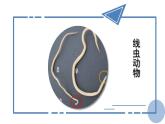 2.1.3  第1课时  线虫动物和环节动物 课件--2024-2025学年冀少版生物七年级上册