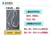 2.1.3  第1课时  线虫动物和环节动物 课件--2024-2025学年冀少版生物七年级上册