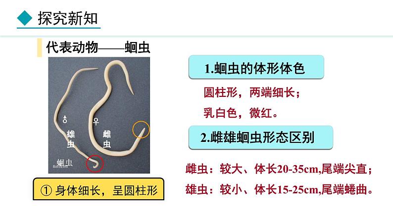 2.1.3  第1课时  线虫动物和环节动物 课件--2024-2025学年冀少版生物七年级上册05