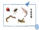 2.1.3  第2课时  节肢动物 课件--2024-2025学年冀少版生物七年级上册