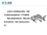 2.1.4  第1课时  鱼类 课件--2024-2025学年冀少版生物七年级上册