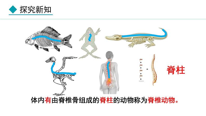 2.1.4  第1课时  鱼类 课件--2024-2025学年冀少版生物七年级上册06