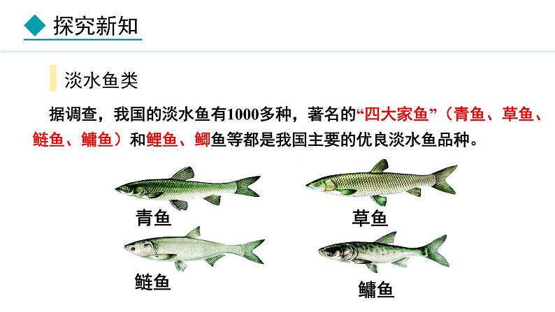 2.1.4  第1课时  鱼类 课件--2024-2025学年冀少版生物七年级上册07