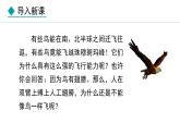 2.1.4  第3课时  鸟类 课件--2024-2025学年冀少版生物七年级上册