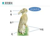 2.1.4  第4课时  哺乳类 课件--2024-2025学年冀少版生物七年级上册