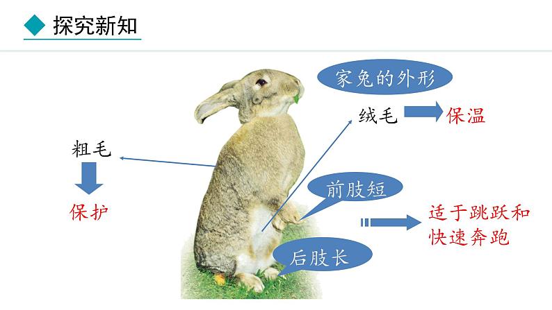 2.1.4  第4课时  哺乳类 课件--2024-2025学年冀少版生物七年级上册第6页