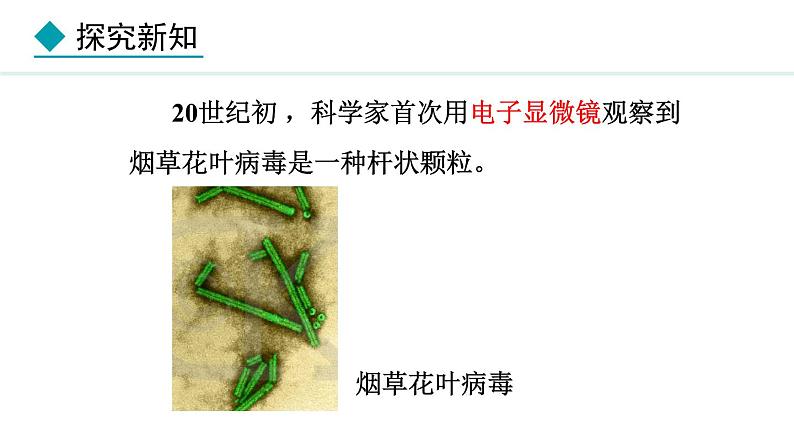 2.2.1  病毒 课件--2024-2025学年冀少版生物七年级上册05