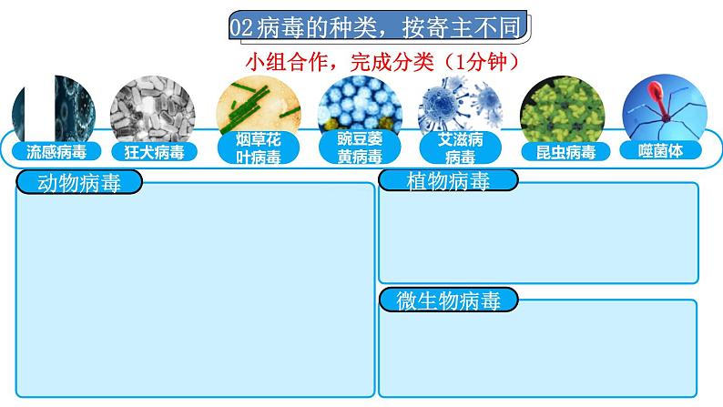 2.2.1  病毒 课件--2024-2025学年冀少版生物七年级上册06