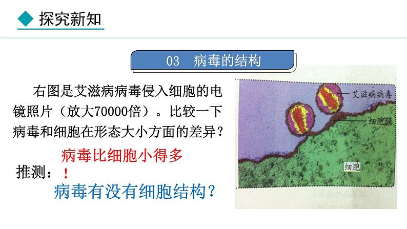 2.2.1  病毒 课件--2024-2025学年冀少版生物七年级上册08