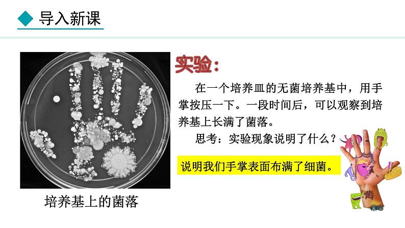 2.2.2  细菌 课件--2024-2025学年冀少版生物七年级上册03