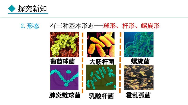 2.2.2  细菌 课件--2024-2025学年冀少版生物七年级上册07