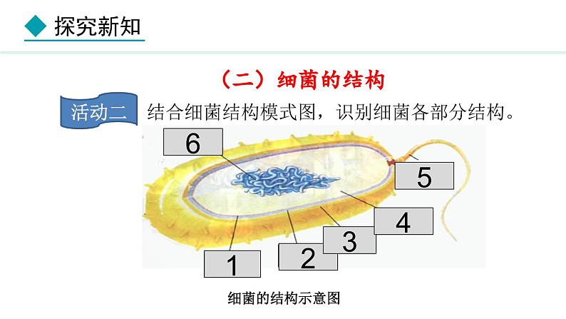 2.2.2  细菌 课件--2024-2025学年冀少版生物七年级上册08