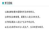 2.2.3  真菌 课件--2024-2025学年冀少版生物七年级上册