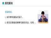 2.2.3  真菌 课件--2024-2025学年冀少版生物七年级上册