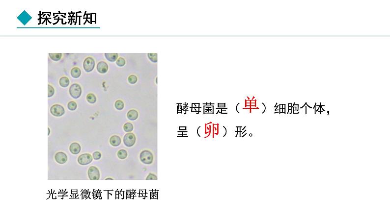 2.2.3  真菌 课件--2024-2025学年冀少版生物七年级上册06