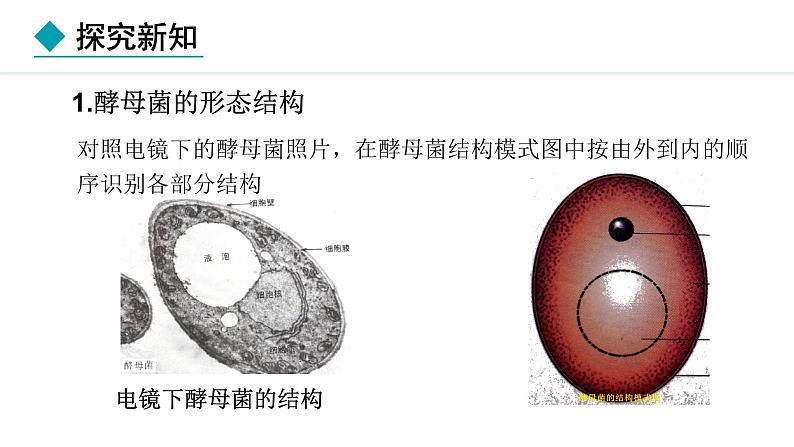 2.2.3  真菌 课件--2024-2025学年冀少版生物七年级上册07