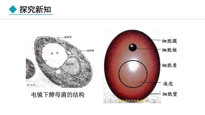 2.2.3  真菌 课件--2024-2025学年冀少版生物七年级上册08