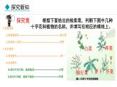 2.3.2  生物的鉴别 课件--2024-2025学年冀少版生物七年级上册