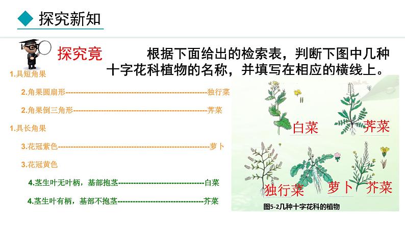 2.3.2  生物的鉴别 课件--2024-2025学年冀少版生物七年级上册04