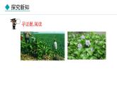 2.4.3  外来物种入侵的防控 课件--2024-2025学年冀少版生物七年级上册
