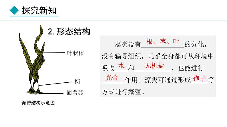 2.1.1  藻类、苔藓植物和蕨类植物 课件-2024--2025学年人教版生物七年级上册05