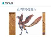 2.2.2  第3课时  鸟 课件-2024--2025学年人教版生物七年级上册