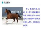 2.2.2  第4课时  哺乳动物 课件-2024--2025学年人教版生物七年级上册