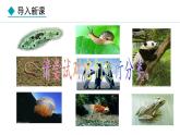 人教版（2024）七年级生物上册课件 2.2.1  无脊椎动物