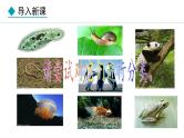 人教版（2024）七年级生物上册课件 2.2.1  无脊椎动物