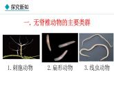 人教版（2024）七年级生物上册课件 2.2.1  无脊椎动物