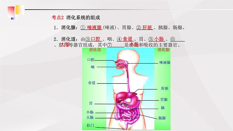 鲁教版（五四制）初中生物七年级上册 第2章 人体的营养复习 课件05