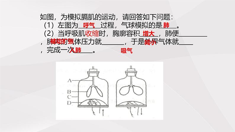 鲁教版（五四制）初中生物七年级上册 第3章 第2节 第2课时  发生在肺内的气体交换  课件05