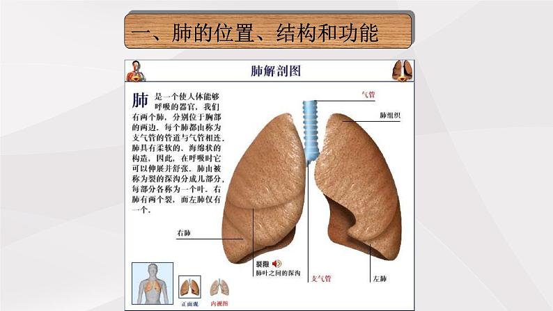 鲁教版（五四制）初中生物七年级上册 第三章 第二节第一课时  发生在肺内的气体交换  课件第3页