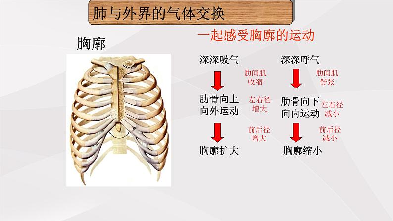 鲁教版（五四制）初中生物七年级上册 第三章 第二节第一课时  发生在肺内的气体交换  课件第4页