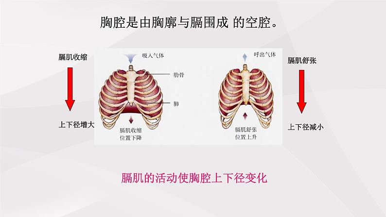 鲁教版（五四制）初中生物七年级上册 第三章 第二节第一课时  发生在肺内的气体交换  课件第5页