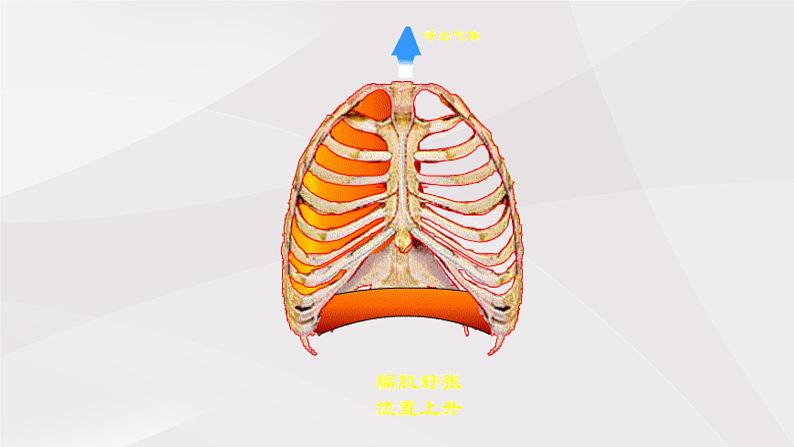 鲁教版（五四制）初中生物七年级上册 第三章 第二节第一课时  发生在肺内的气体交换  课件第6页