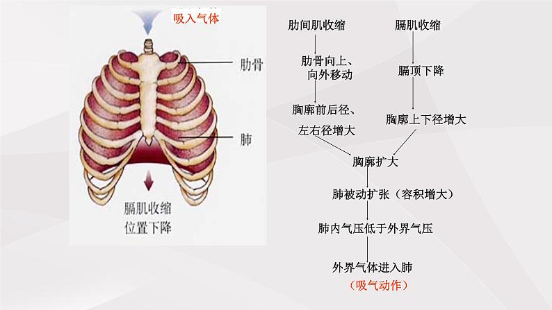 鲁教版（五四制）初中生物七年级上册 第三章 第二节第一课时  发生在肺内的气体交换  课件第7页