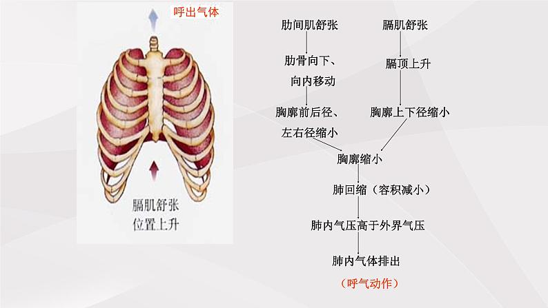 鲁教版（五四制）初中生物七年级上册 第三章 第二节第一课时  发生在肺内的气体交换  课件第8页