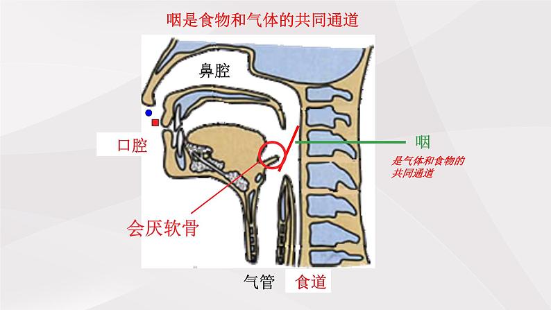 鲁教版（五四制）初中生物七年级上册 第3章 第1节 呼吸道对空气的处理  课件06